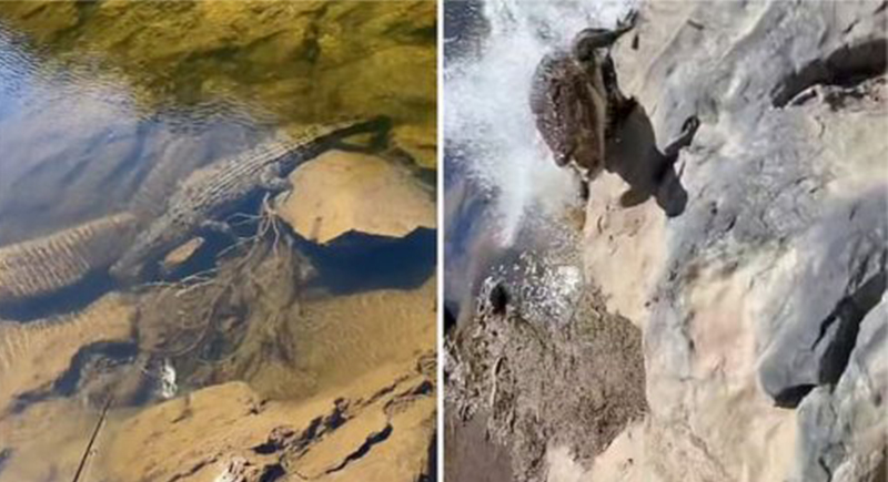 صياد أسترالي يصور نفسه بالقرب من تمساح.. وينجو من الموت بأعجوبة (فيديو)