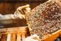 مربو النحل ينادون بدعم العسل المحلي ويحذرون من أضرار حشرة اليعسوب