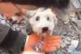 لحظة إنقاذ كلب صغير من تحت الأنقاض بتركيا.. ظل عالقا لساعات طويلة (فيديو)