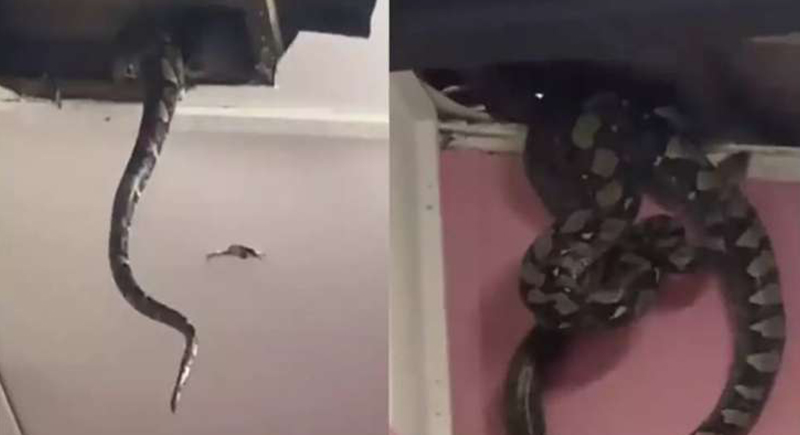 مفاجأة مرعبة.. عائلة تتفاجئ بثعابين عملاقة سقطت عليهم من السقف (فيديو)