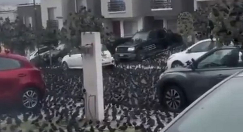 في ظاهرة نادرة.. أسراب كبيرة لطيور تغزو شوارع المكسيك (فيديو)