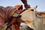 الهند.. ايقاف 3 هندوس قاموا بقتل رجل مسلم لحيازته لحوم أبقار