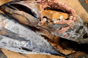 طنجة.. حجز كميات من الكوكايين داخل أحشاء سمك التونة