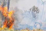 تازة.. تطويق حريق غابة مغراوة بتازة بنسبة 75 في المائة مع تواصل الجهود لإخماد النيران