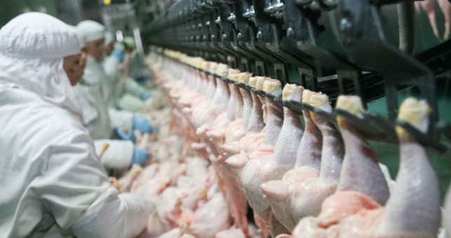 ارتفاع أسعار الدجاج بالجزائر
