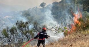 حرائق الغابات بالجزائر