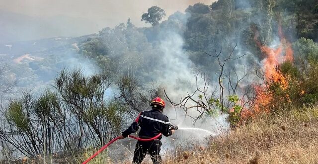 حرائق الغابات بالجزائر