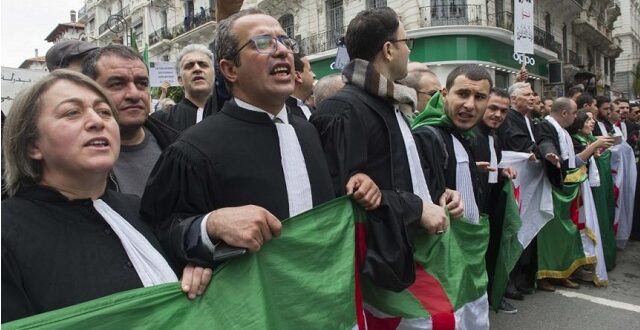 محامو الجزائر