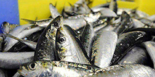 كتابة الدولة المكلفة بالصيد البحري توضح بشأن تقييد تصدير السردين