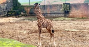 ولادة أول زرافة بالمغرب
