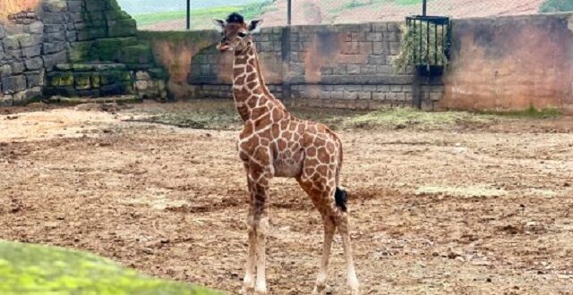ولادة أول زرافة بالمغرب