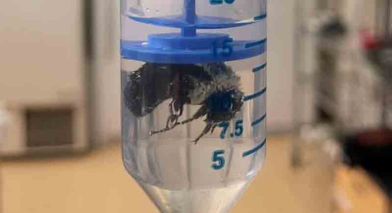 ملكات النحل الطنان تبقى تحت الماء أسبوعاً