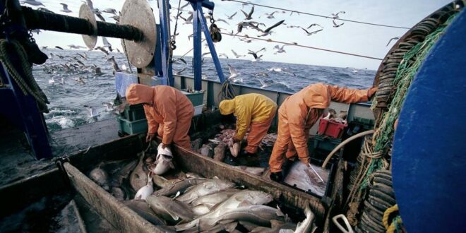 اعتماد قرارين وزاريين يتعلقان بالتقسيم المجالي لأسطول الجر الساحلي والصيد بالخيط الطويل