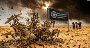 في تهديد للإنتاج الزراعي.. أسراب الجراد تغزو الجزائر