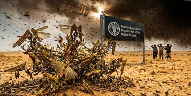 أسراب الجراد ا