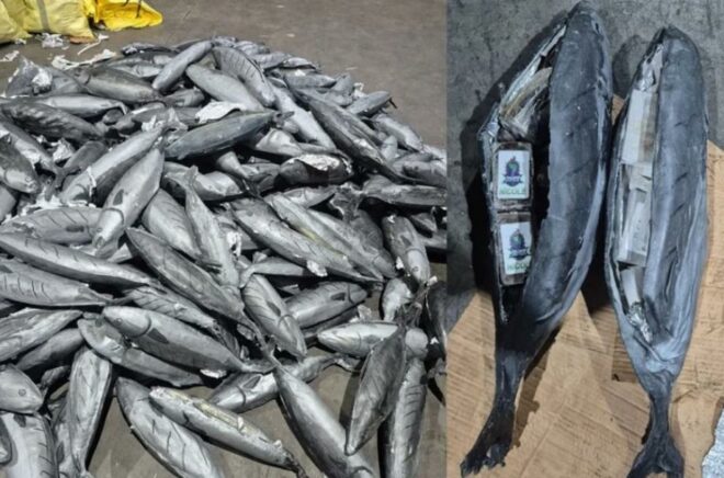 ميناء طنجة المتوسط.. ضبط مخدرات داخل تجاويف مجسمات للسمك المبرد