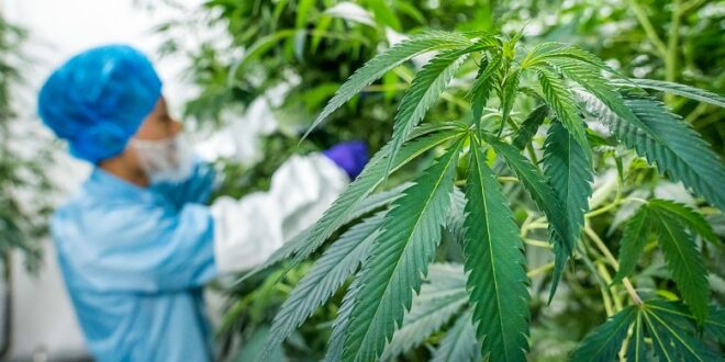 قفزة نوعية.. ارتفاع إنتاج القنب الهندي القانوني بإقليم الحسيمة