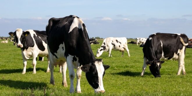 سنطرال دانون تطلق “أكاديمية الحليب” بالمغرب لمواكبة مربي الماشية وتعزيز صمود الإنتاج الحيواني